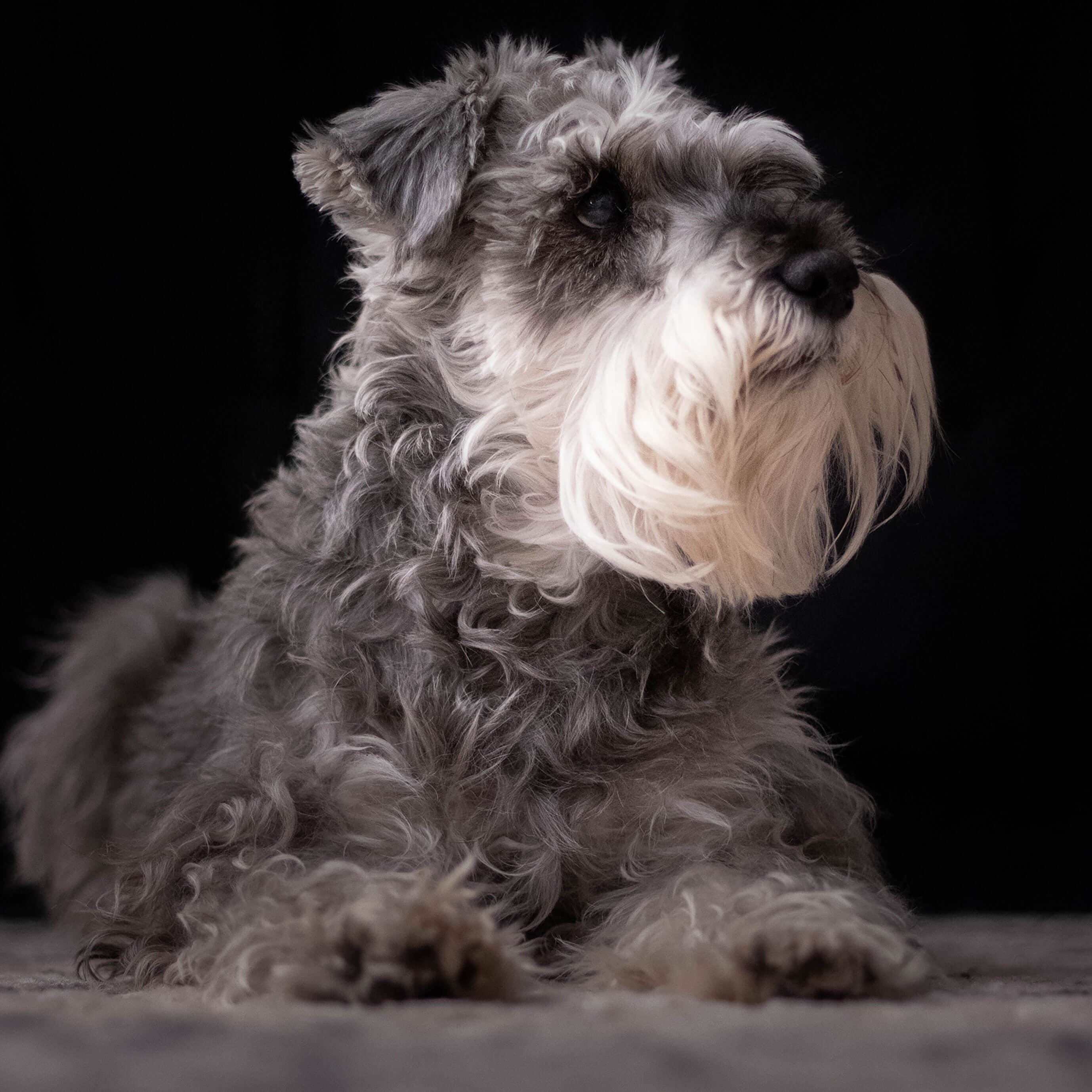 pet haircut